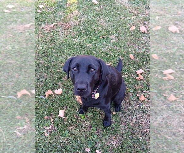 Medium Photo #1 Labrador Retriever Puppy For Sale in CENTREVILLE, MI, USA