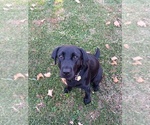 Small Photo #1 Labrador Retriever Puppy For Sale in CENTREVILLE, MI, USA