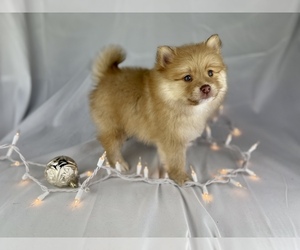 Pomeranian Puppy for sale in HUFFMAN, TX, USA
