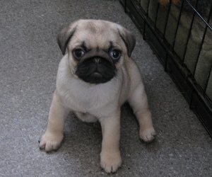 Pug Puppy for sale in Shrewsbury, Shropshire (England), United Kingdom