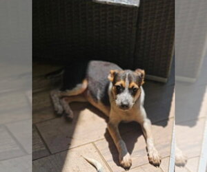 Mutt Dogs for adoption in Woodbury, NY, USA