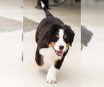 Small Photo #5 Bernese Mountain Dog Puppy For Sale in MILLERSBURG, IN, USA