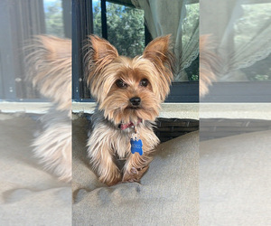 Father of the Yorkshire Terrier puppies born on 08/21/2025