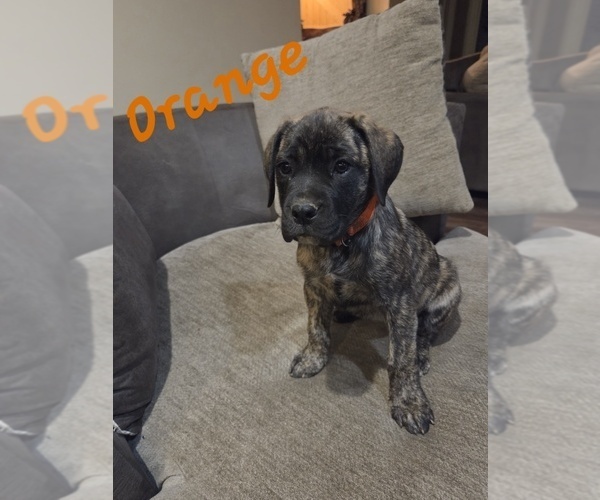 Medium Photo #9 Mastiff Puppy For Sale in WALNUT COVE, NC, USA