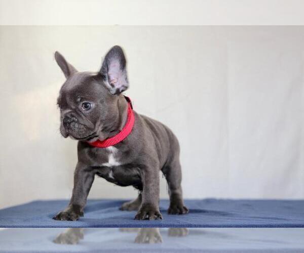 Medium Photo #4 French Bulldog Puppy For Sale in ERIAL, NJ, USA