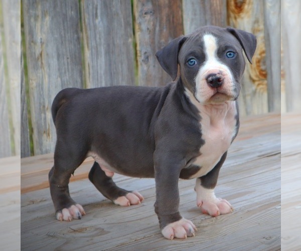 Medium Photo #12 American Bully Puppy For Sale in LOS ANGELES, CA, USA