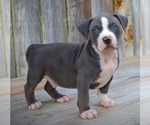 Small Photo #12 American Bully Puppy For Sale in LOS ANGELES, CA, USA