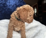 Small Photo #13 Goldendoodle (Miniature) Puppy For Sale in SAN FERNANDO, CA, USA