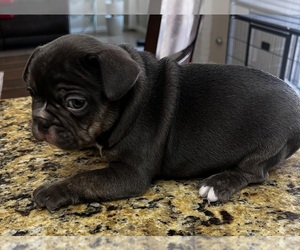 French Bulldog Puppy for sale in ADELANTO, CA, USA