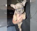 Small #7 French Bulldog