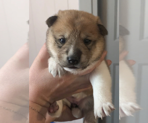 Shiba Inu Puppy for sale in CLEWISTON, FL, USA
