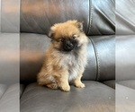 Small #4 Pomeranian
