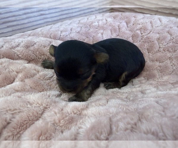 Medium Photo #54 Yorkipoo Puppy For Sale in ARLINGTON, TX, USA