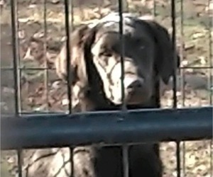 Golden Labrador Puppy for Sale in EDDYVILLE, Kentucky USA