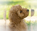 Image preview for Ad Listing. Nickname: Litter of 7