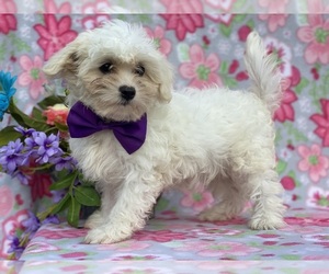 Coton de Tulear Puppy for sale in LANCASTER, PA, USA