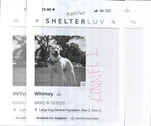 Medium Photo #1 Labrador Retriever Puppy For Sale in Sugar Land, TX, USA