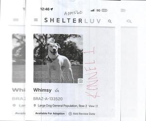 Labrador Retriever Dogs for adoption in Sugar Land, TX, USA