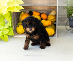 Small #3 Poodle (Miniature)