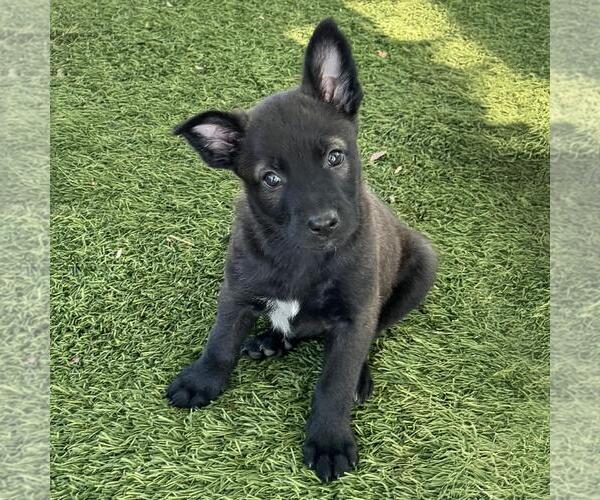 Medium Photo #2 Labrador Retriever-Unknown Mix Puppy For Sale in San Diego, CA, USA