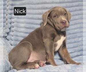 Cane Corso Puppy for sale in MINERAL WELLS, WV, USA