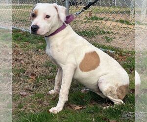 Labrador Retriever-Unknown Mix Dogs for adoption in Washington, DC, USA