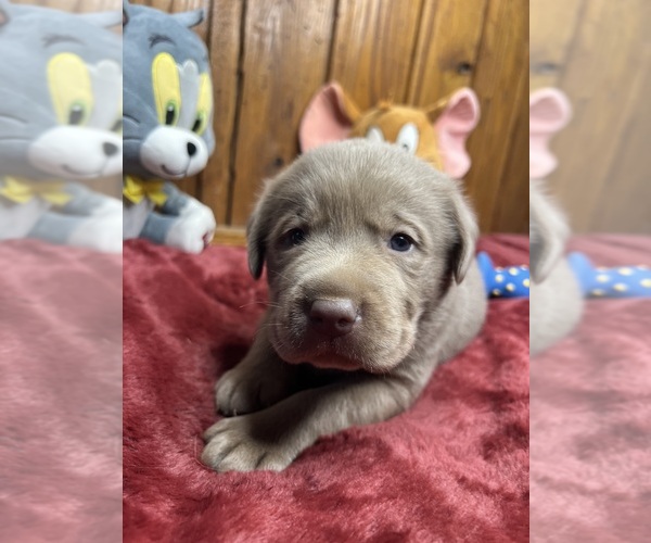 Medium Photo #4 Labrador Retriever Puppy For Sale in NEOLA, WV, USA
