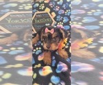 Small Photo #8 Yorkshire Terrier Puppy For Sale in AKRON, OH, USA