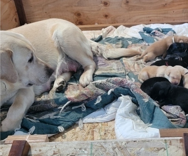 Medium Photo #6 Borador Puppy For Sale in FORTUNA, CA, USA