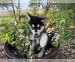 Small Photo #27 Siberian Husky Puppy For Sale in ALTON, IL, USA