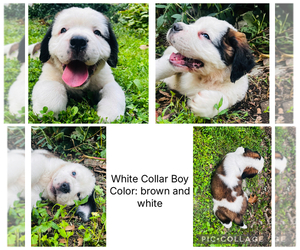 Saint Bernard Puppy for sale in HAGERSTOWN, MD, USA