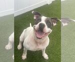 Small #12 American Pit Bull Terrier