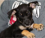 Small Doberman Pinscher Mix