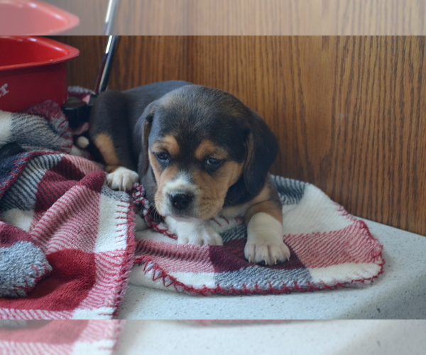 Medium Photo #10 Jug Puppy For Sale in GREENWOOD, WI, USA