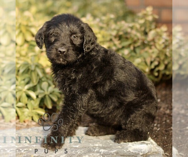 Medium Photo #4 Labradoodle Puppy For Sale in RONKS, PA, USA