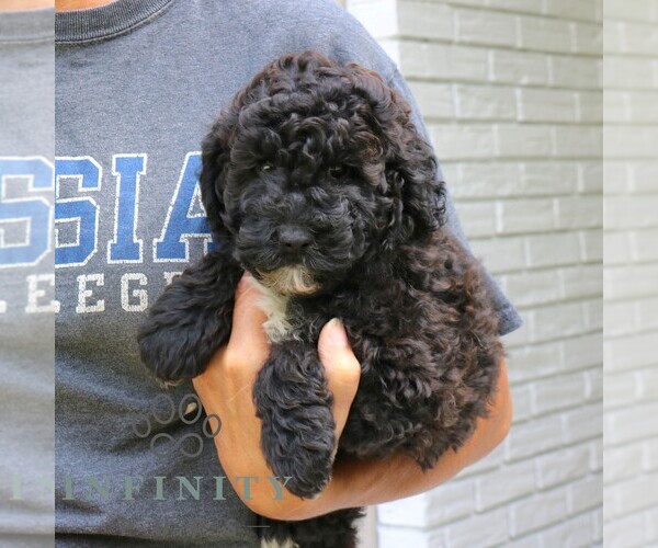 Medium Photo #4 Goldendoodle (Miniature) Puppy For Sale in NARVON, PA, USA