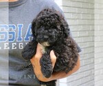 Small #3 Goldendoodle (Miniature)