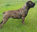 Small Photo #1 Mastiff Puppy For Sale in LONG CREEK, OR, USA
