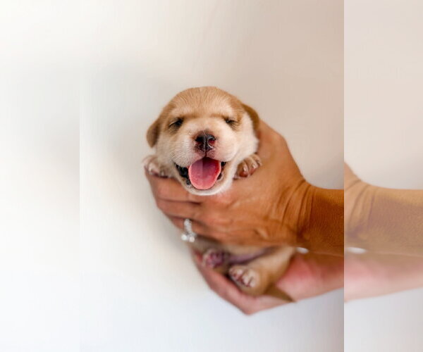 Medium Photo #8 Mutt Puppy For Sale in San Diego, CA, USA
