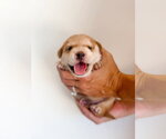 Small #7 Mutt