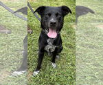 Small #1 Mutt