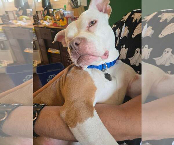 Medium Photo #3 Mutt Puppy For Sale in Rockville, MD, USA