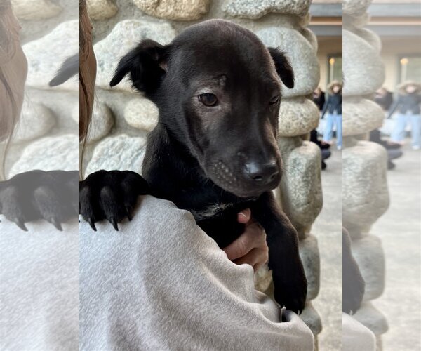 Medium Photo #16 Chinese Shar-Pei-Labrador Retriever Mix Puppy For Sale in Dana Point, CA, USA