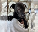 Small Photo #16 Chinese Shar-Pei-Labrador Retriever Mix Puppy For Sale in Dana Point, CA, USA