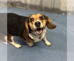 Small Beagle