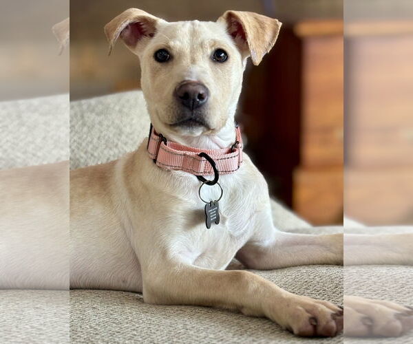 Medium Photo #2 Mutt Puppy For Sale in Rockaway, NJ, USA