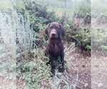 Small Photo #26 German Shorthaired Pointer Puppy For Sale in DENVER, CO, USA
