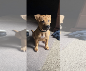 American Pit Bull Terrier Puppy for sale in CHARLOTTE, NC, USA