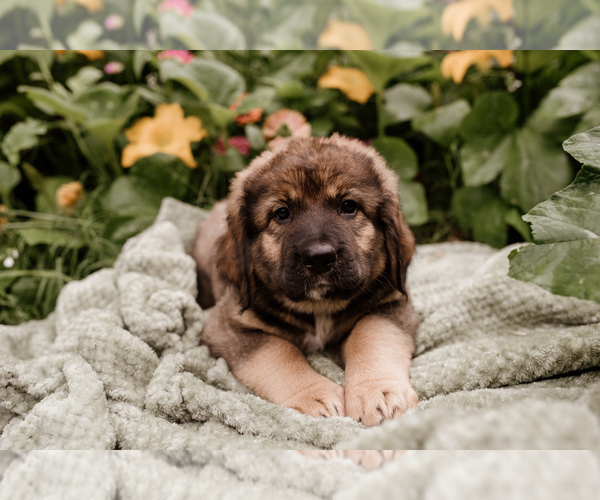 Medium Photo #1 Bernese Mountain Dog-Caucasian Shepherd Dog Mix Puppy For Sale in STEVENS, PA, USA