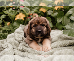Small Photo #1 Bernese Mountain Dog-Caucasian Shepherd Dog Mix Puppy For Sale in STEVENS, PA, USA